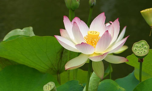 ayurveda massage therapist in mcleodganj